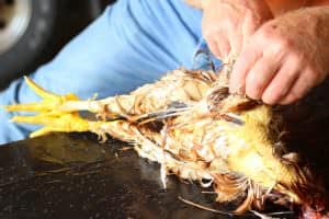 plucking a chicken