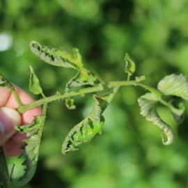 aminopyralid herbicide damaged tomato plants