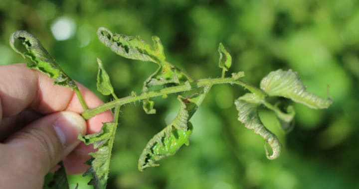 aminopyralid herbicide damaged tomato plants