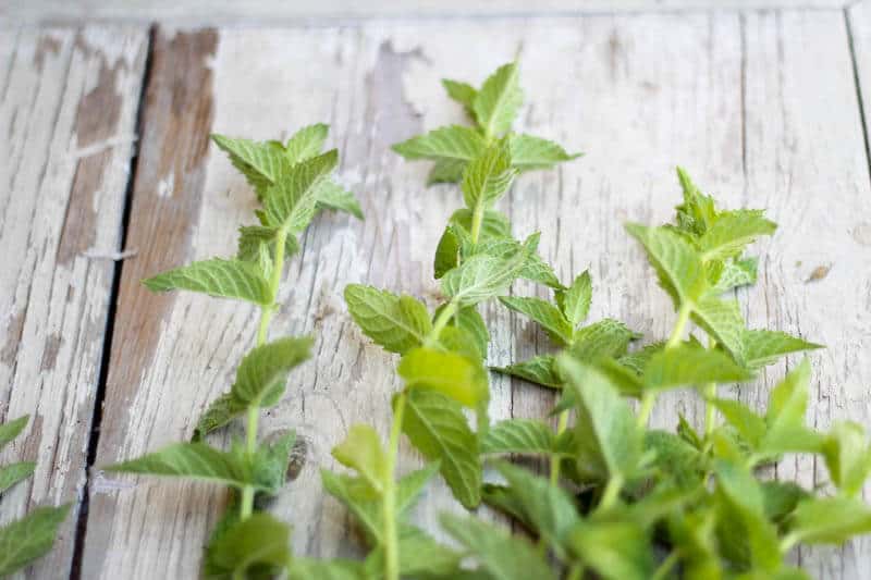 homemade mint syrup recipe with homegrown mint