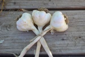 how to braid garlic