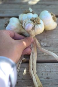 how to braid garlic