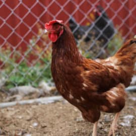 guide to chicken coops