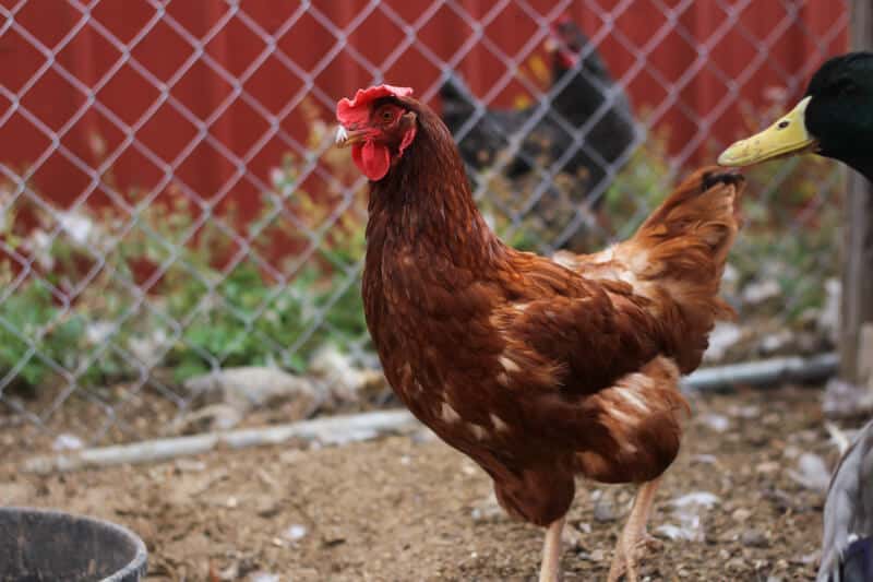 guide to chicken coops
