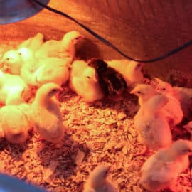 diy homemade electrolytes for chicks