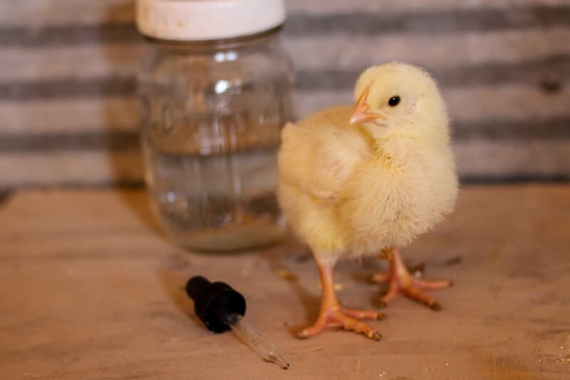 diy homemade electrolytes for chicks
