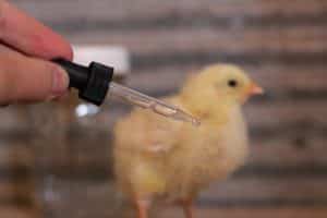 Homemade Electrolyte Recipe for Chicks • The Prairie Homestead