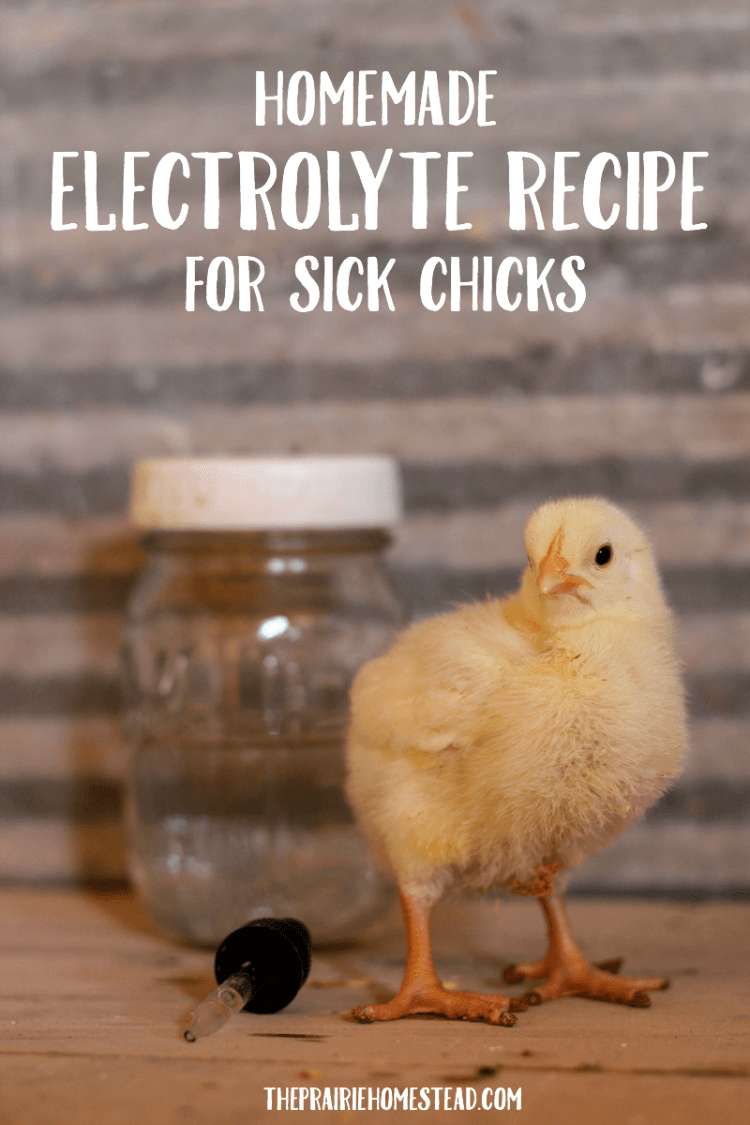 homemade electrolyte solution recipe for sick chickens