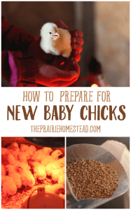 how to get ready for new baby chicks