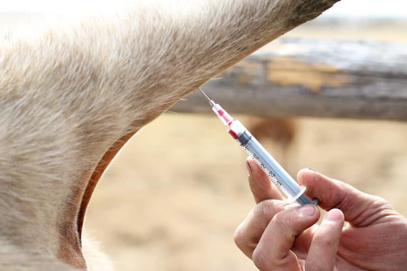how to draw blood from cattle