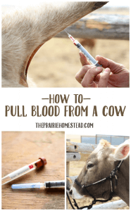 how to draw blood from a cow's tail