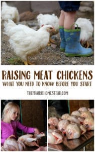 raising meat bird chicks