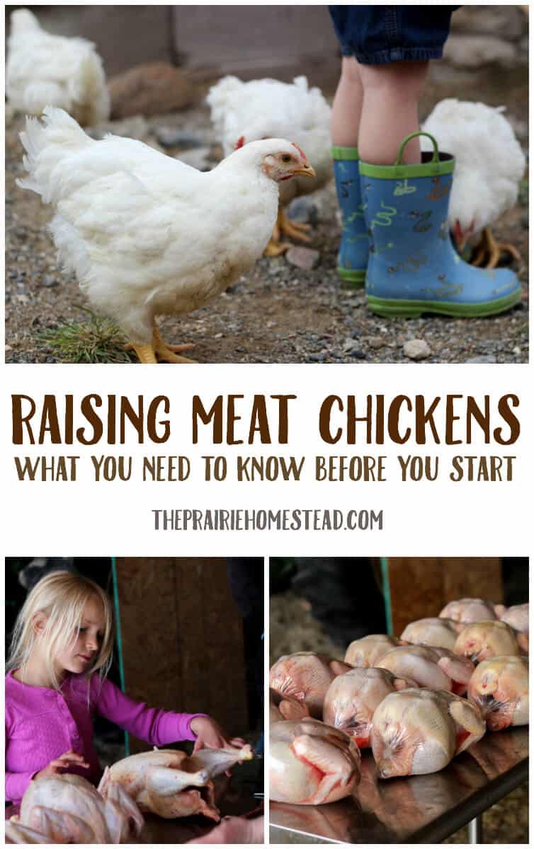 Raising Meat Chickens: What You Need to Know Before You Start