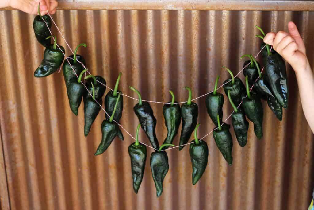 dried poblano peppers