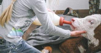newborn calf in mudroom drinking bottle