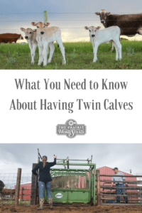 are twin calves sterile? What you need to know about freemartin heifers
