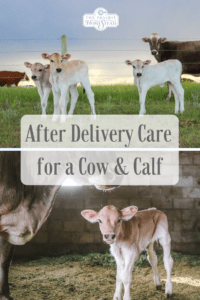 after-delivery care cow and calf