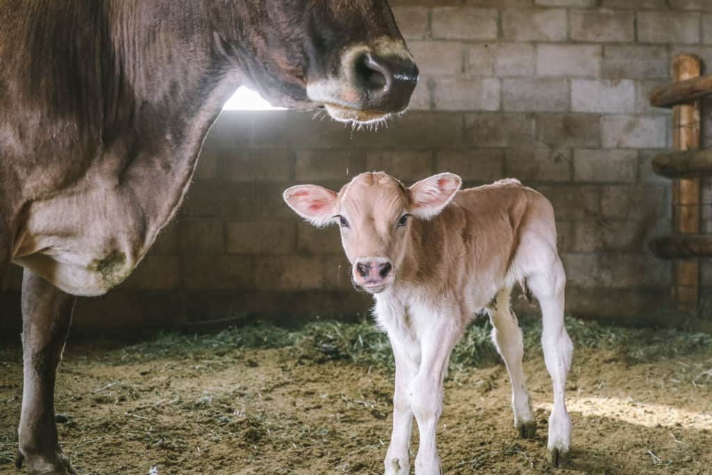 Caring for a Cow and Her Calf After Delivery • The Prairie Homestead