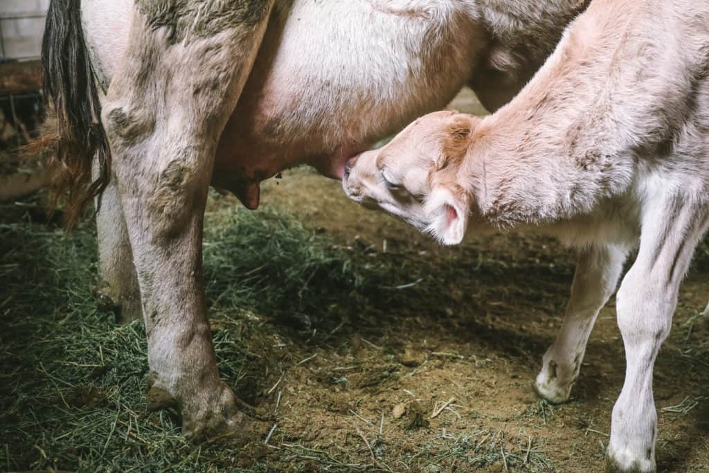train a heifer | calf nursing