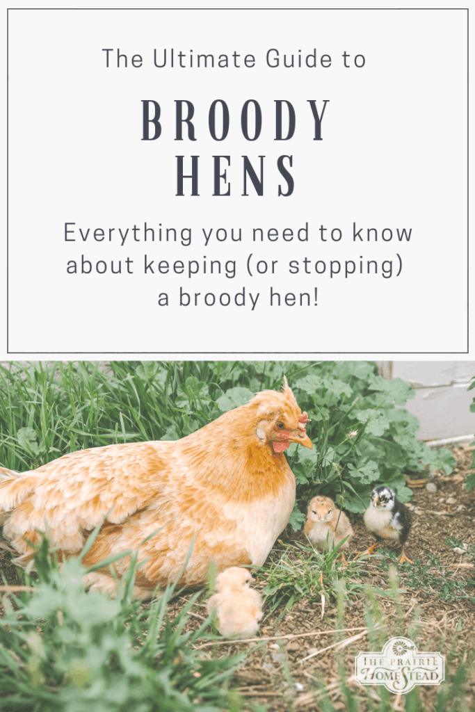 the ultimate guide to handling broody hens