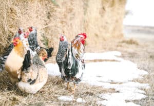 icelandic rooster and hens