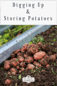 Digging Up and Storing Potatoes