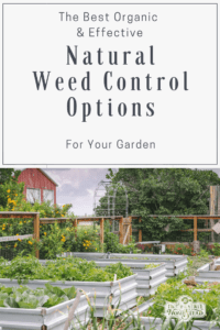 Effective Natural Weed Control For Your Garden
