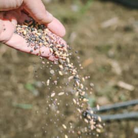 how to plant cover crops in a small garden