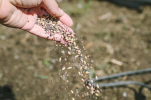 how to plant cover crops in a small garden