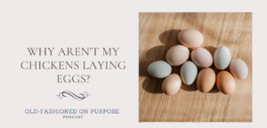 78.  Why Aren’t My Chickens Laying Eggs?