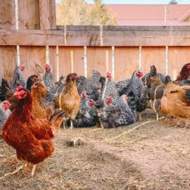guide to laying hens