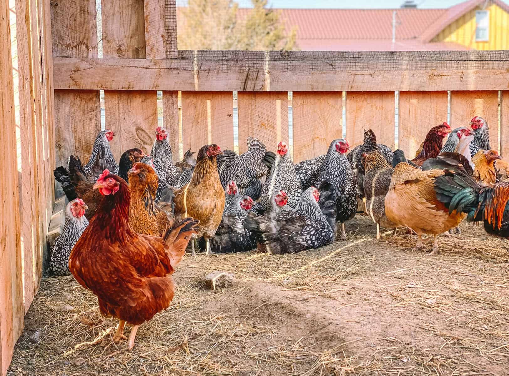 guide to laying hens