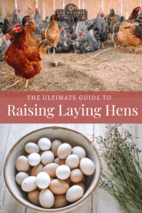 how to raise laying hens