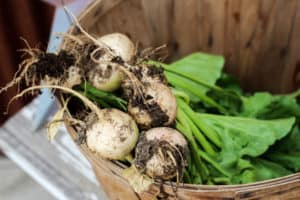 quick growing vegetables for your garden