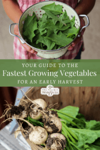 fastest growing vegetables for an early harvest