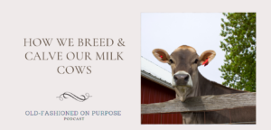 115. How We Breed & Calve Our Milk Cows