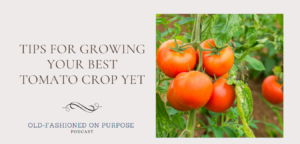 117.  Tips for Growing Your Best Tomato Crop Yet