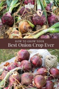 how to grow your best onion crop ever