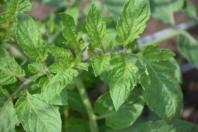 Top Reasons For Tomato leaf Curling | New Growth