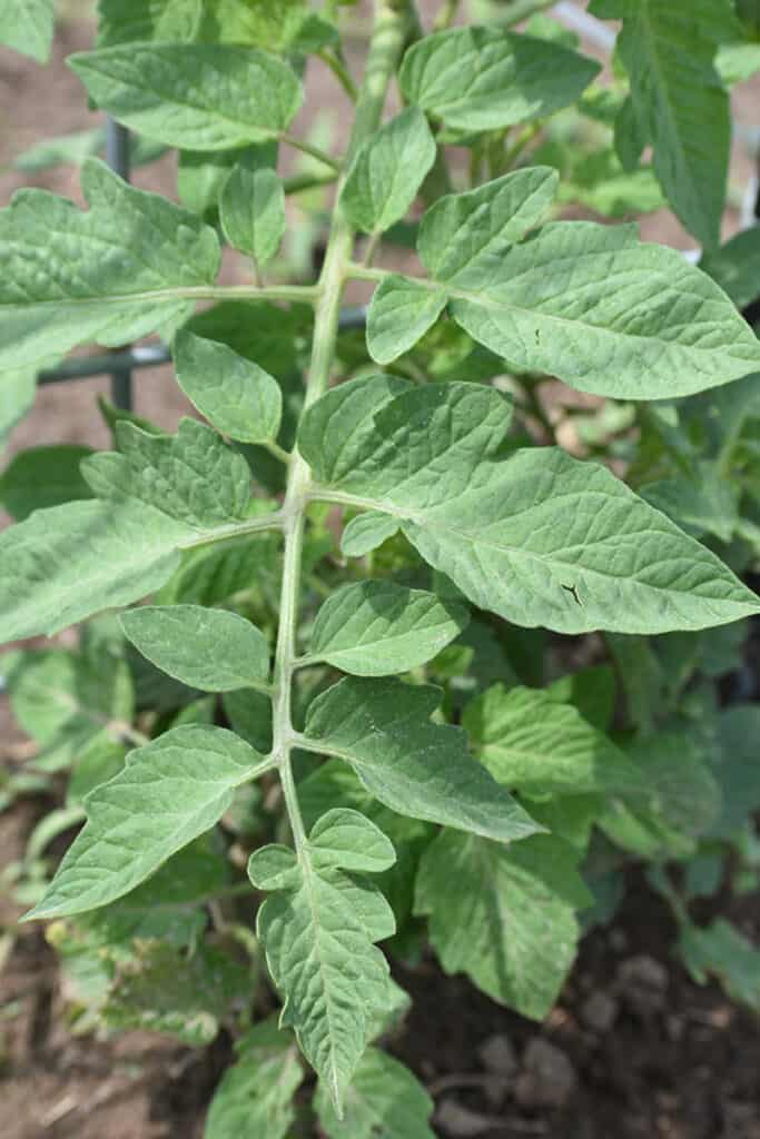 Top Reasons for Tomato Leaf Curl | Tomato Leaf