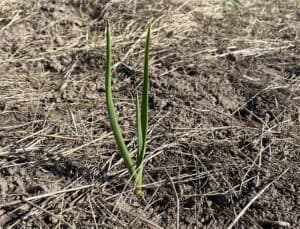 Planting a Fall Garden | Garlic