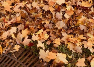 Planting Your Fall Garden