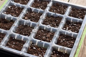 Planting a Fall garden | Seed Starting