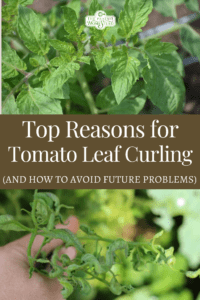 Top Reasons For Tomato Leaf Curling