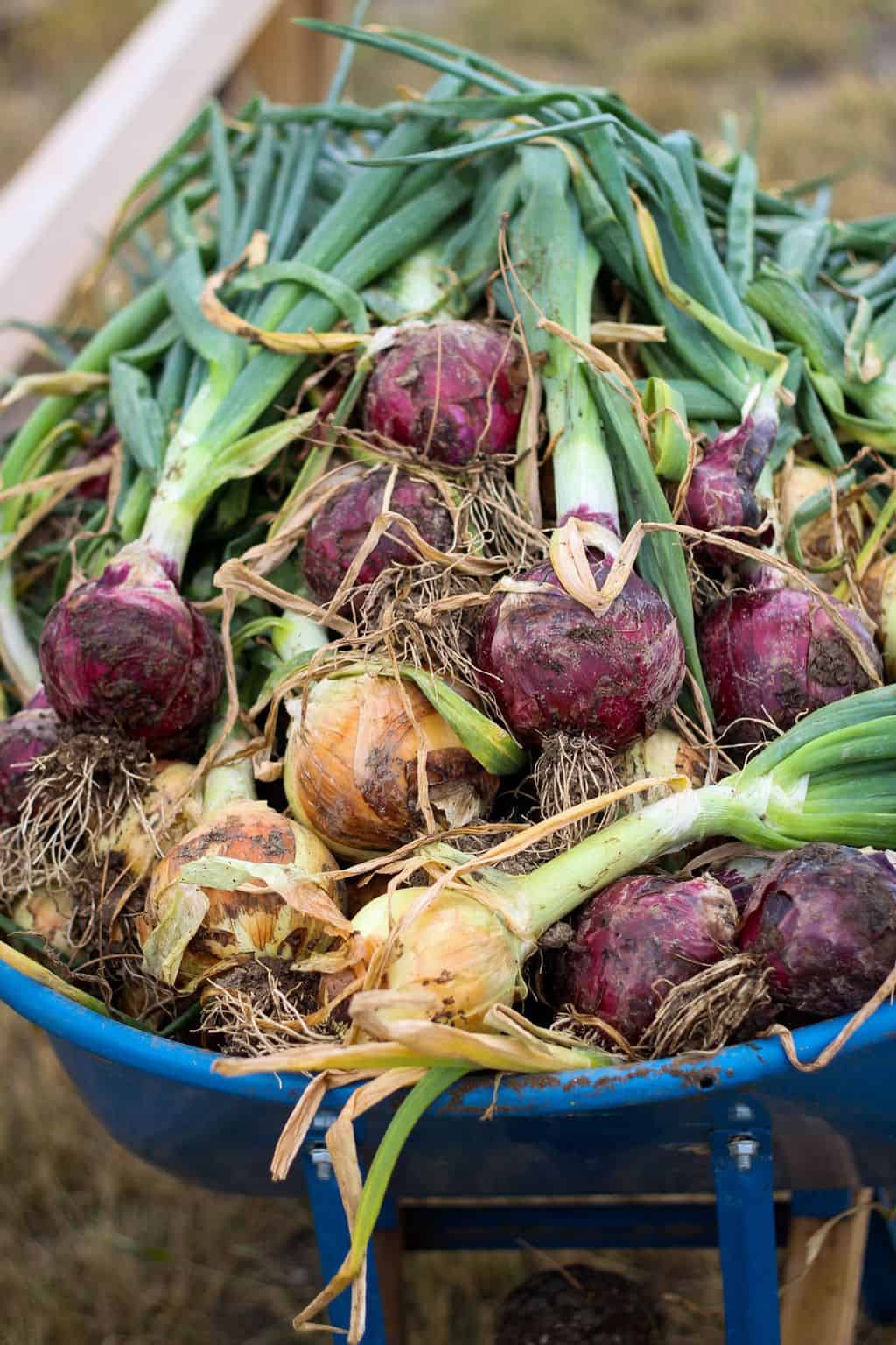 Storing Onions without a Root Cellar