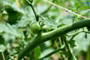 Grow heirloom seeds | Tomato