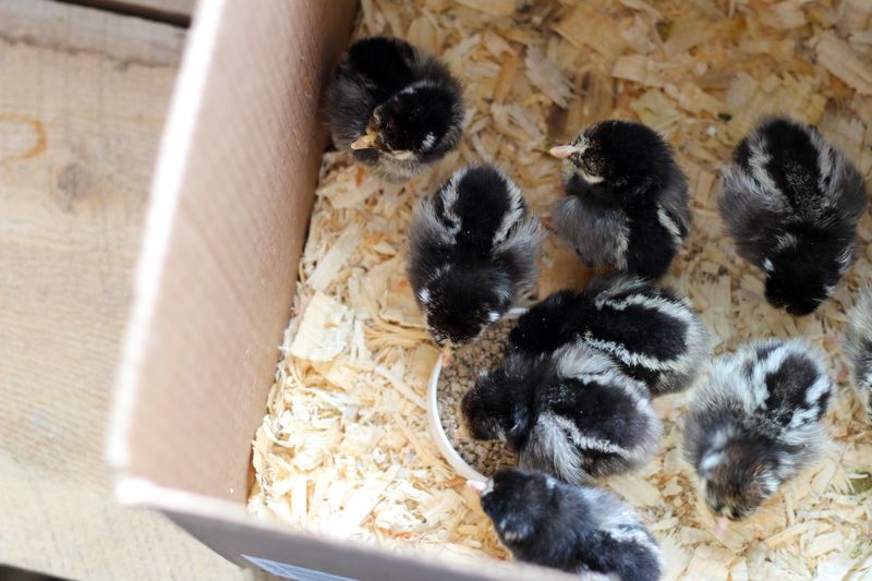 Should I Vaccinate My Chicks?