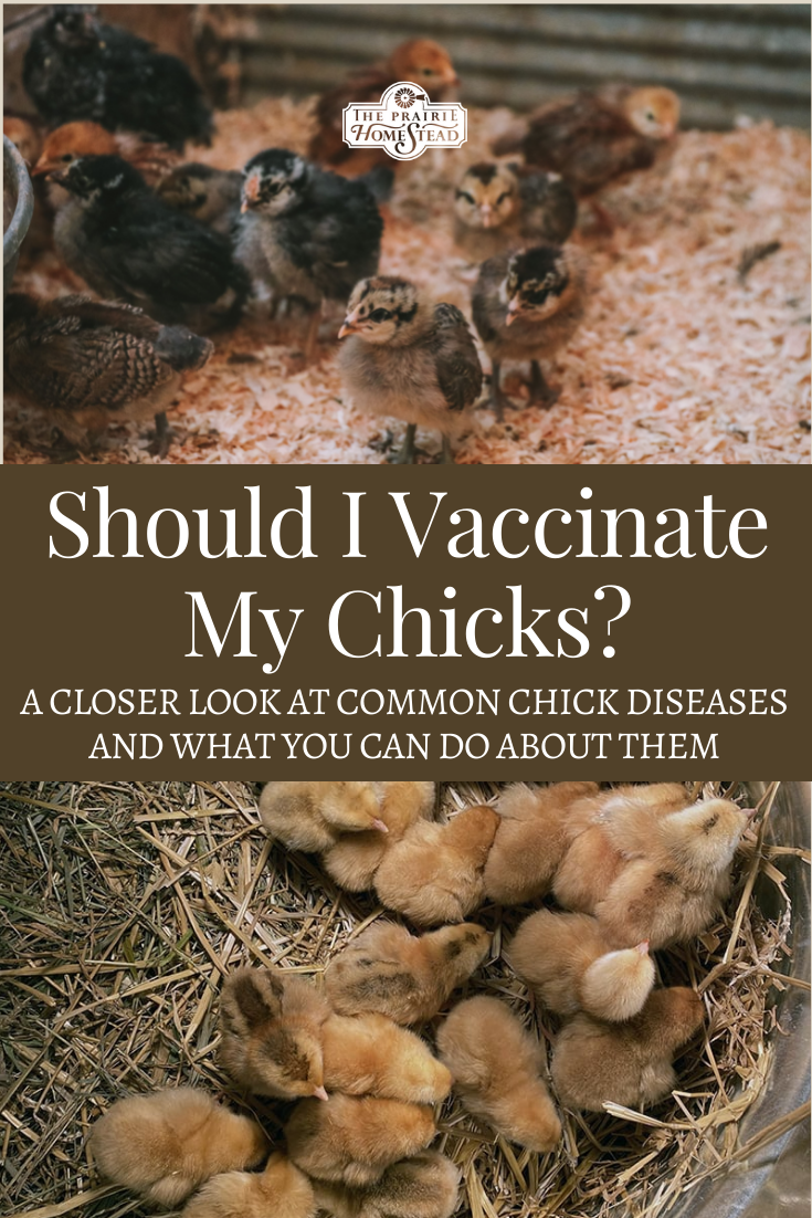 Should I Vaccinate My Chicks?