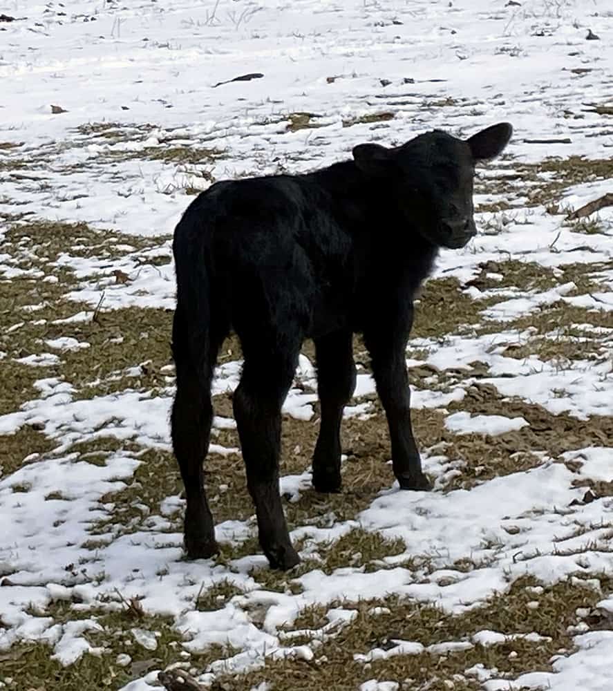 First Time Bottle Calf 