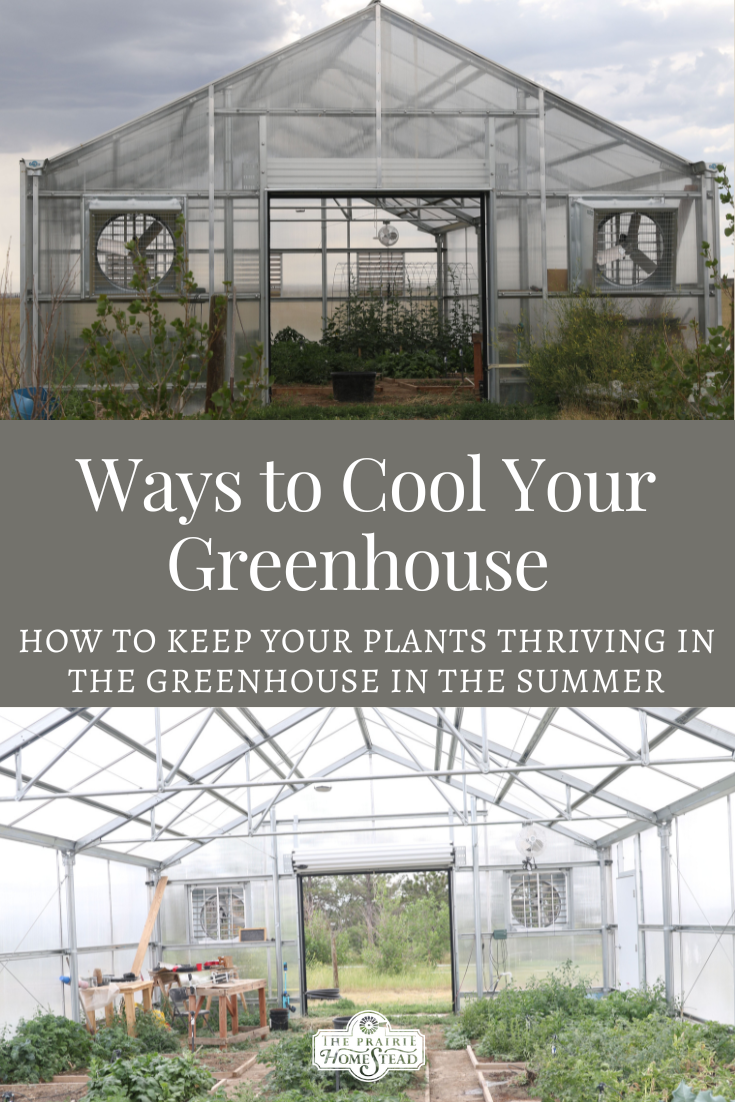 Ways to Cool Your Greenhouse in the Summer